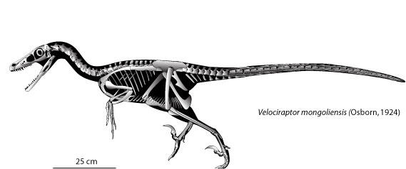 Anatomically Correct Raptor raptor skeleton by blue-shadow24 on DeviantArt