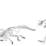 Protoceratops skeletal