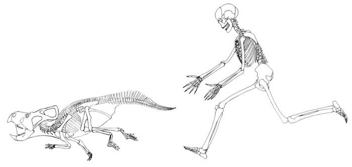 Protoceratops skeletal