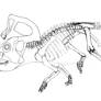 Protoceratops skeleton