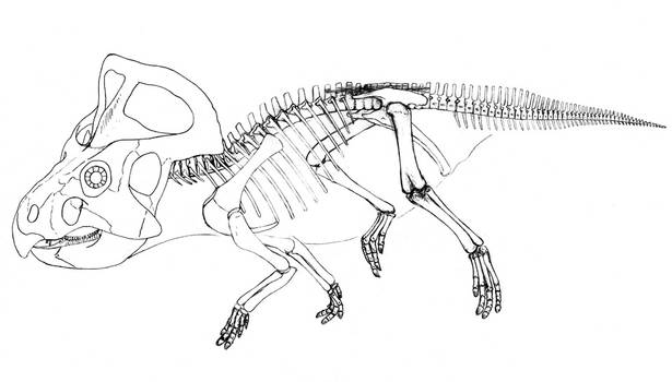 Protoceratops skeleton