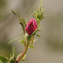 first flower in my garden in this spring !