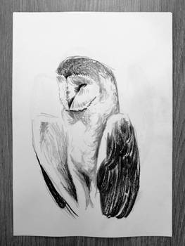 Barn owl charcoal drawing