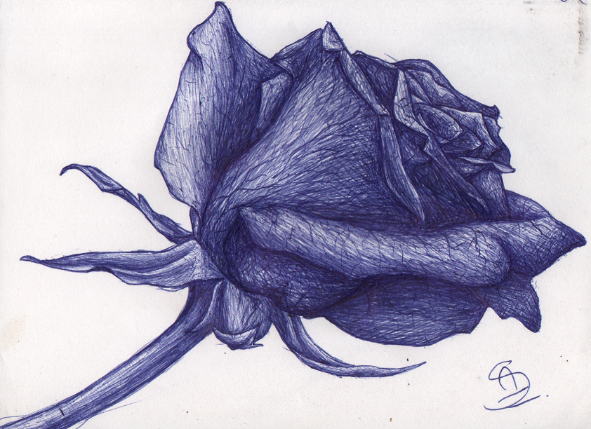 Blue rose