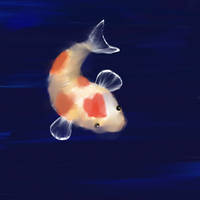 A Lonely Koi Fishy