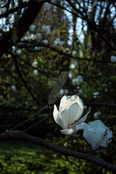 Magnolia02