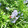 Piony bud and bluebells