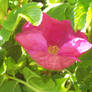 Wild Rose