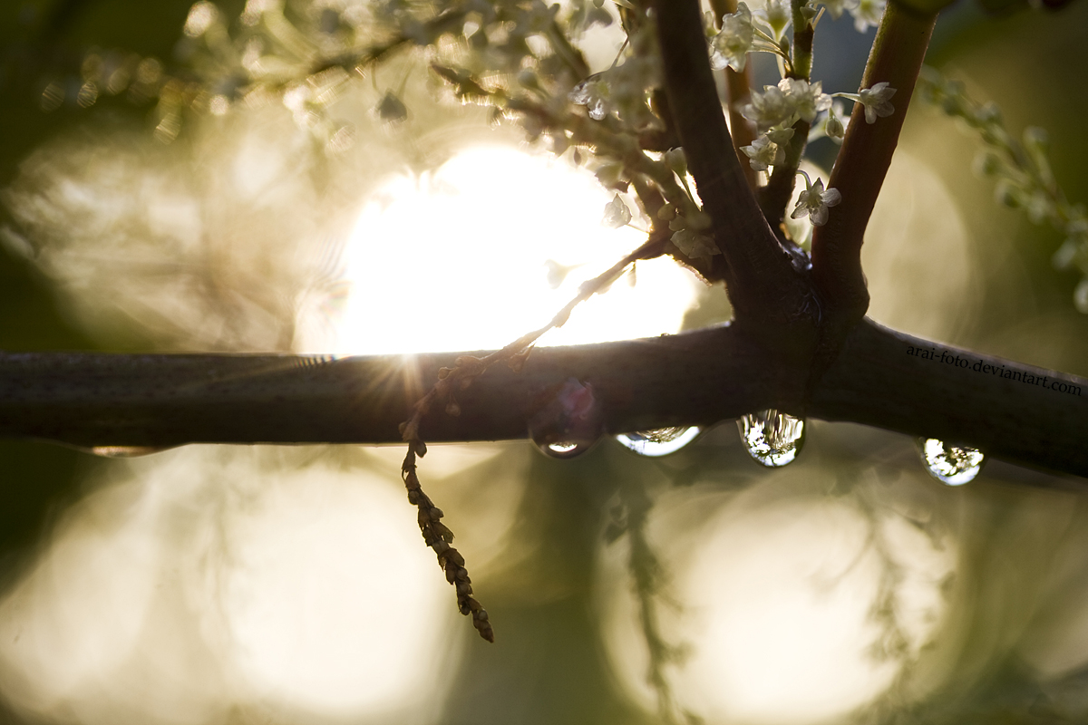 Bamboo Drop