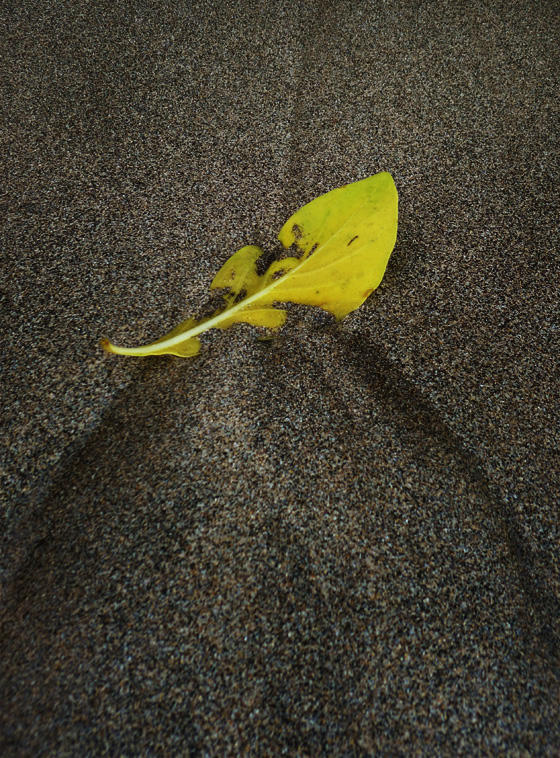 Leaf in Sand by maxpower on DeviantArt