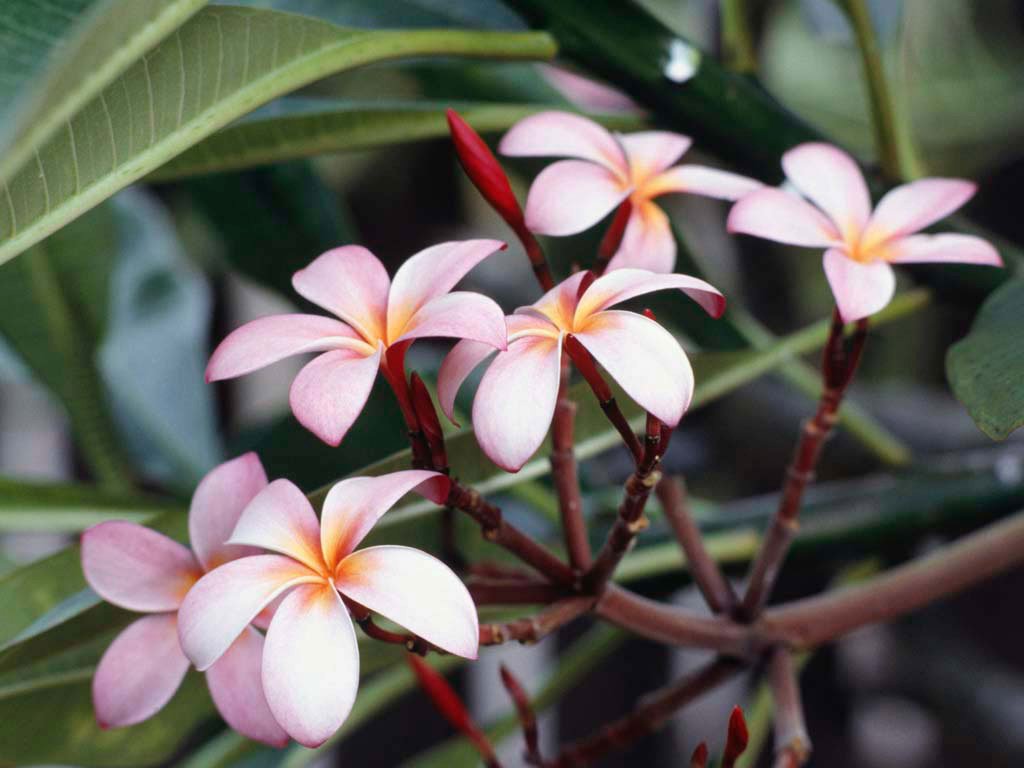 frangipani flowers