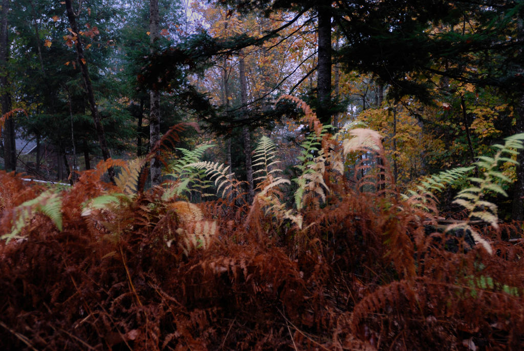 Rustic Fall Color by systems10 on DeviantArt