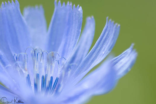 Summer flowers in the north east-6321