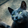 Blue Cat