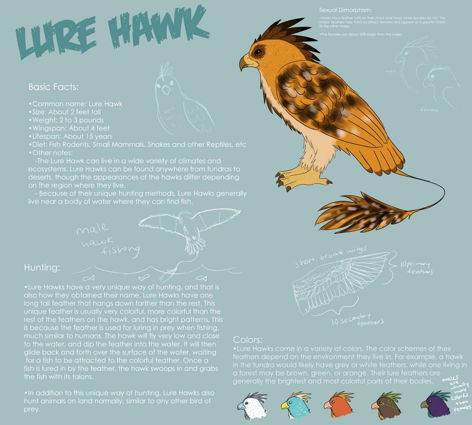 Hawk Ref Base Lure Hawk Ref Sheet by blizzardphoenix on DeviantArt