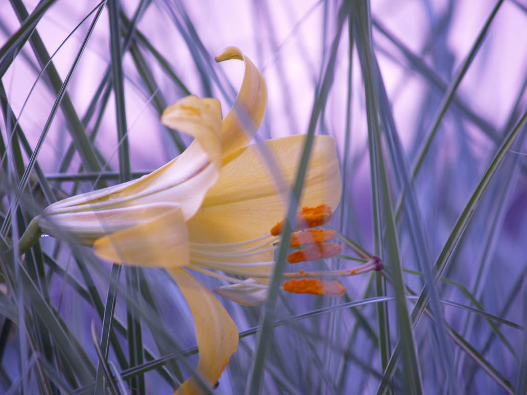 gen flower 3 by jple88 on DeviantArt