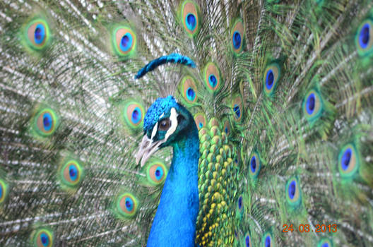 pavo real