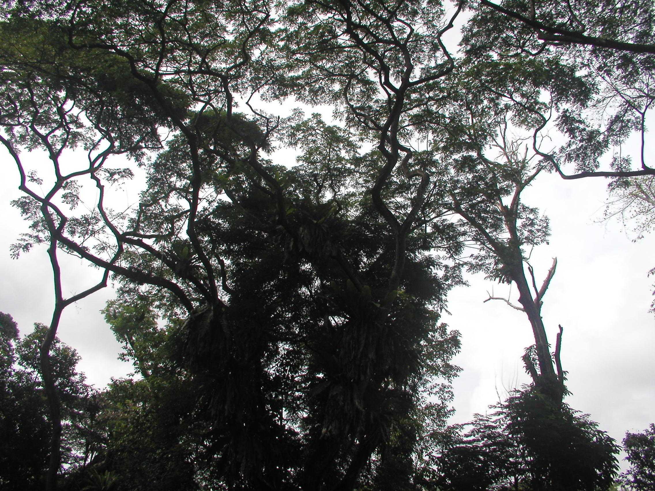 Under the Canopy