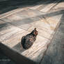 Blue Mosque Cat, Istanbul, Turkiye