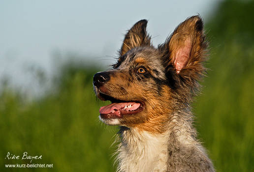 jug ears