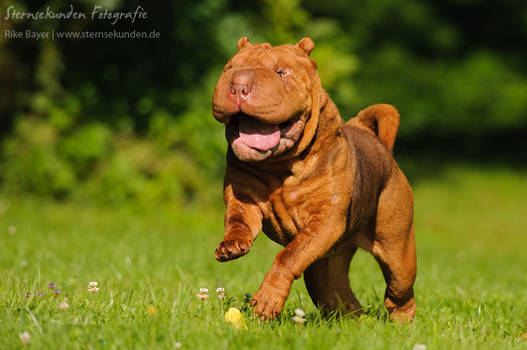 Happy Hippo