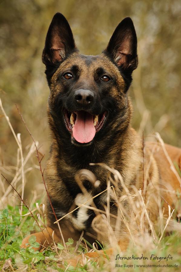 Belgian Shepherd