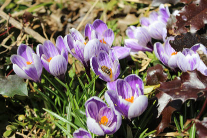 crocus