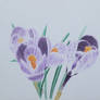 crocus - colour pencils