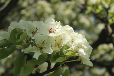 Apple Blossom by MissValeriana