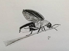 Inktober 2025 - Day 23 - Firefly