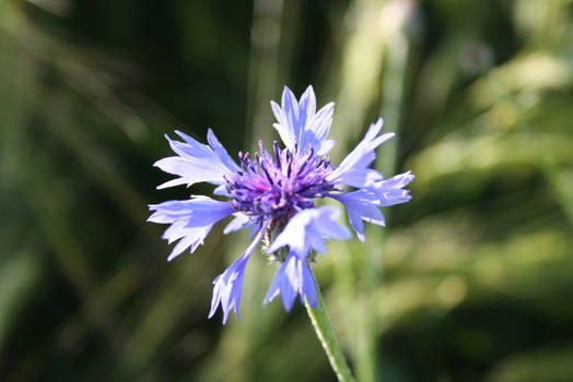 Cornflower