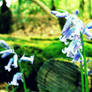 Bluebells 2