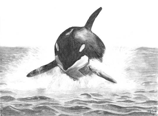 Orca