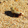 Hermit crab at Korotogo beach in Fiji