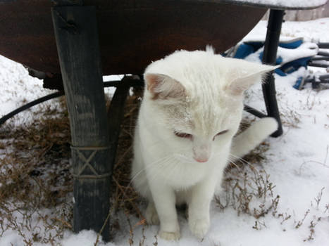 Cat's first snow