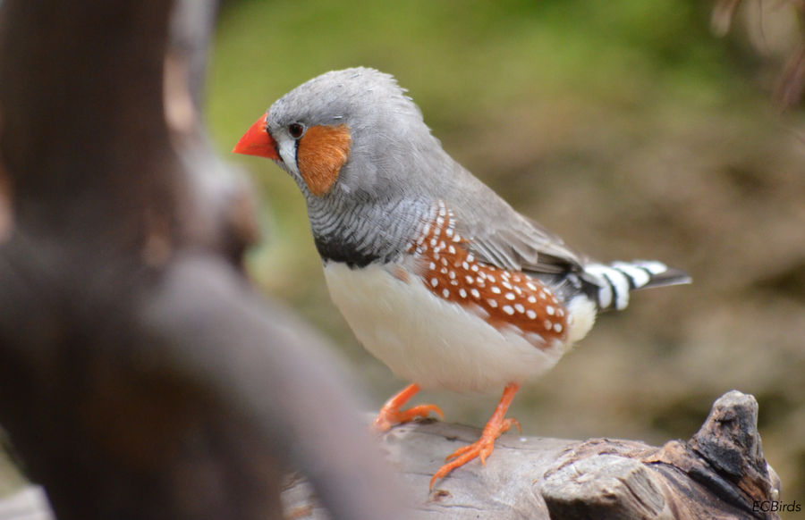 Zebra Finch By Clairestclara On DeviantArt zebra-finch-by-clairestclara-on-deviantart