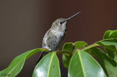 Anna's Hummingbird (Female)