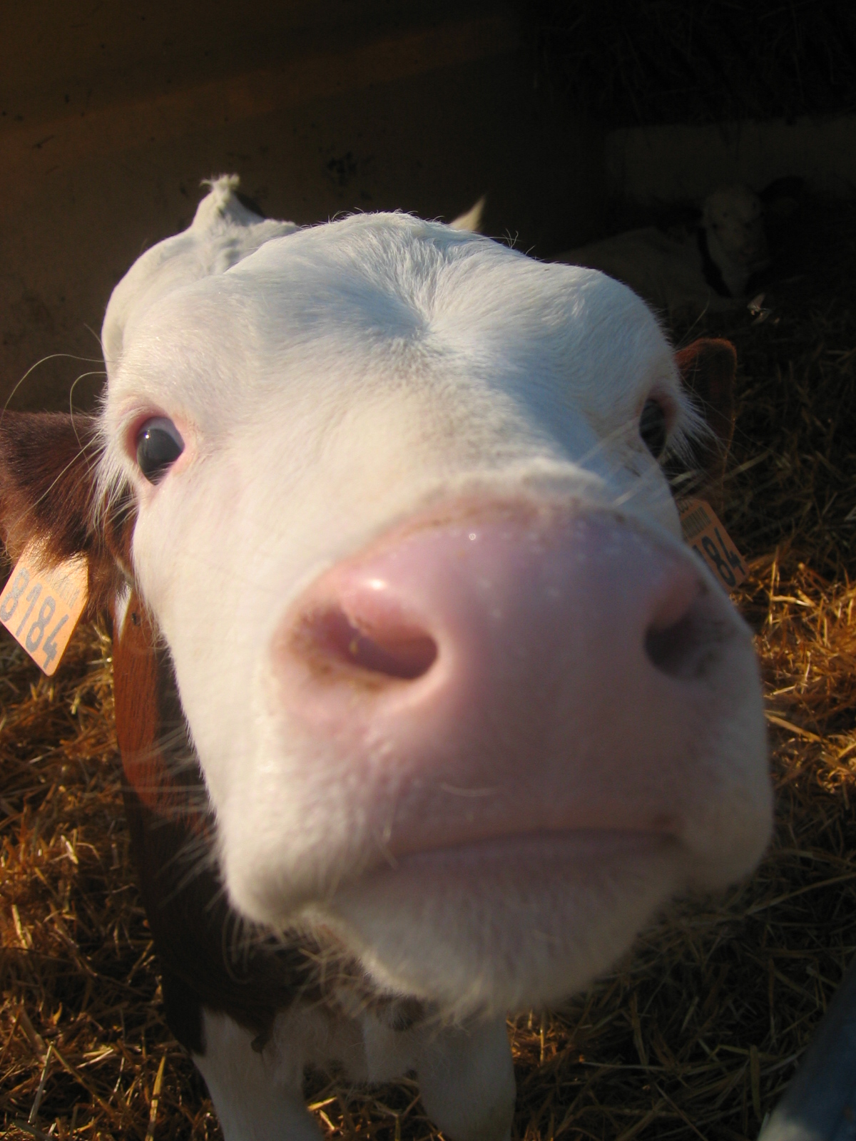 Bebe Vache By South Winners On Deviantart Bebe Vache By South Winners On Deviantart