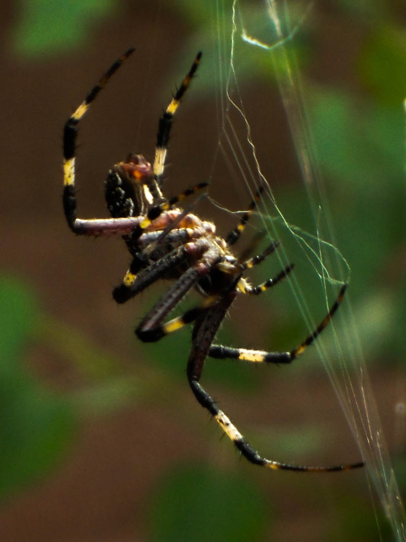 Banded Garden Spider Argiope Trifasciata By Yolol On Deviantart