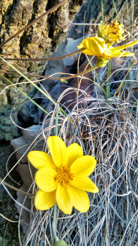 Wild Flowers