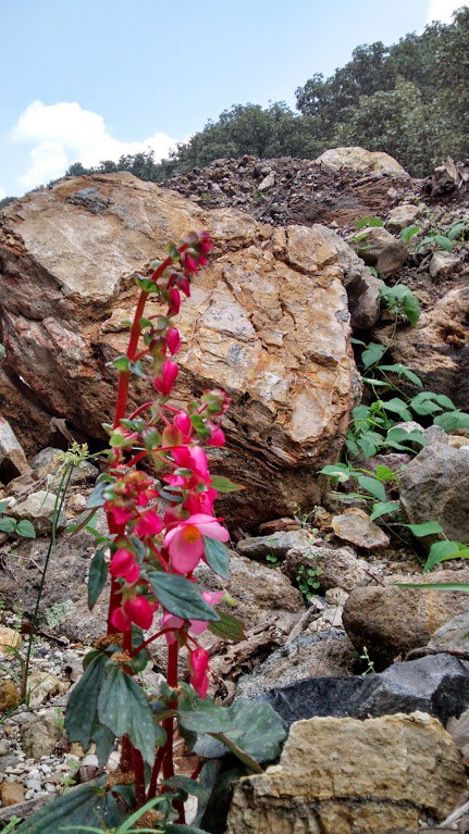 Wild Flowers