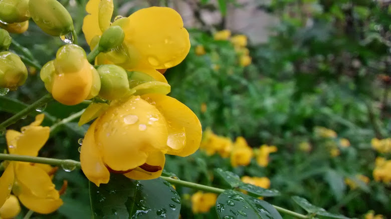 Yellow Flowers