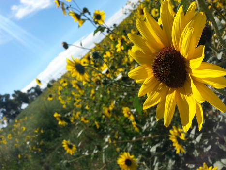 sunflowers