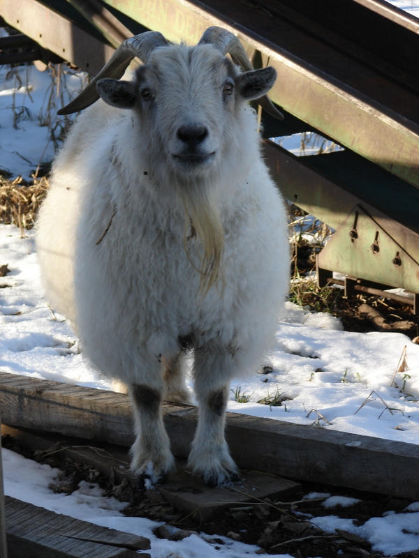 Infamous Goatsy Image Goatsie by PreciousSouls on DeviantArt