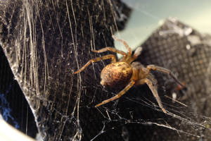 Lace Web Spider