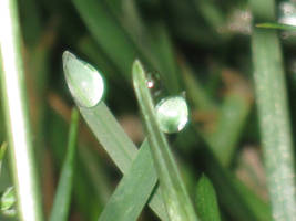 Dew on grass blades