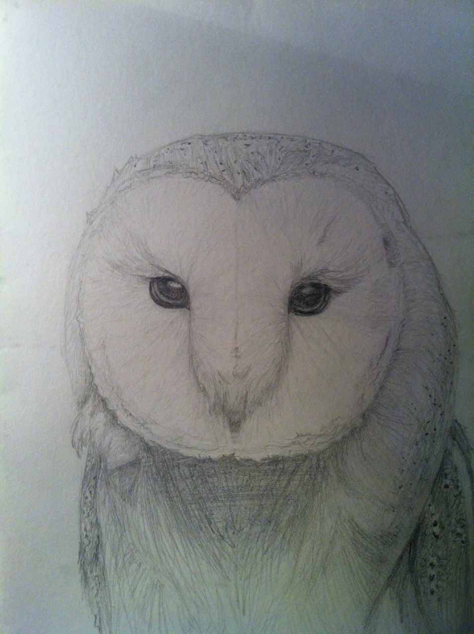 Barn owl