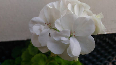 white geranium with little fly