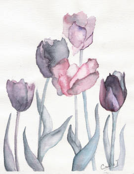 tulipanes