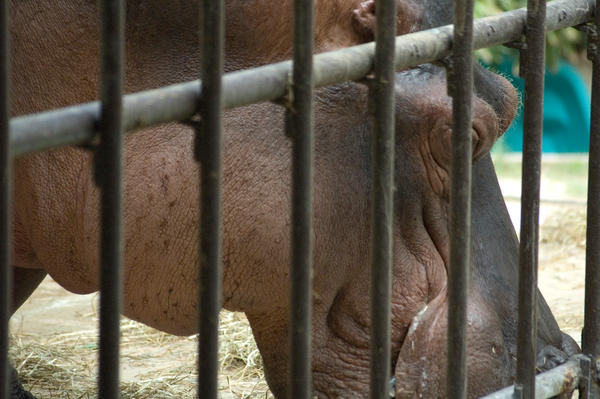 Big Hippo behind Bars